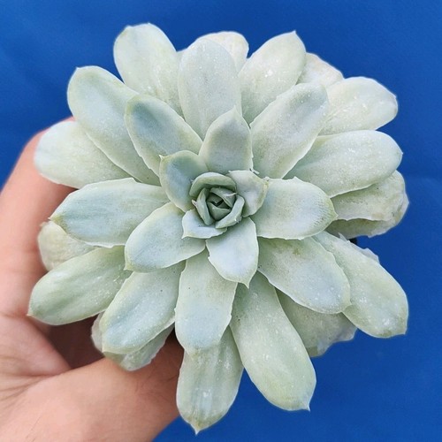 Echeveria elegans monster - echeveria,