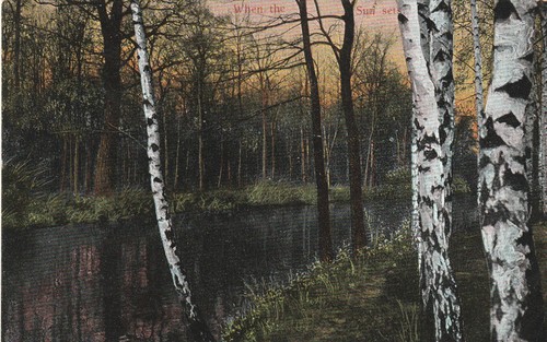Cartolina betulle bianche - cartolina,