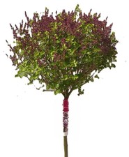 Lilla lilla profumata Syringa