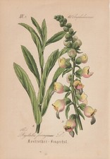 Grande Ditale (Digitalis