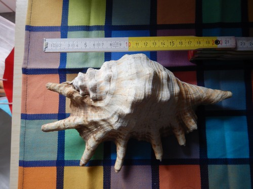 Conchiglie collezione - conchiglie, da