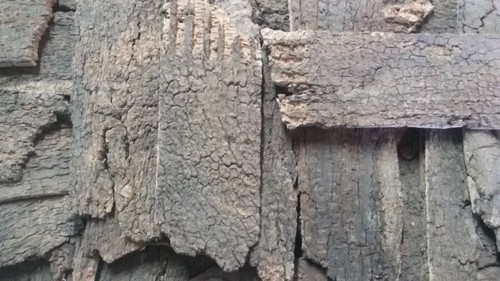 Corteccia sughero croste di - corteccia, "croste