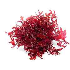 Macro ALGA GRACILARIA Hayi Rossa refugium Reef Anti nitrati e cianobatteri 100ml