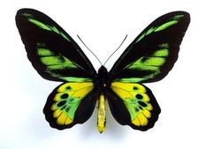 Ornitotteri rothschildi ssp