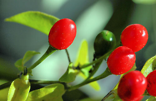 Peperoncino pequin 25 - peperoncino, pequin"
