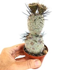 Tephrocactus geometricus BLACK
