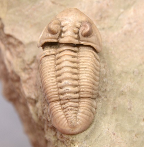 Pterigometopus angulatus - pterigometopus,
