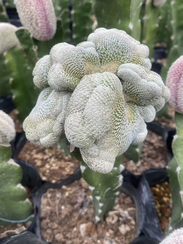 Rara succulenta pelecyphora - rara,