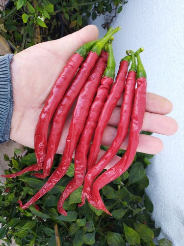 Peperoncino essiccato - g,