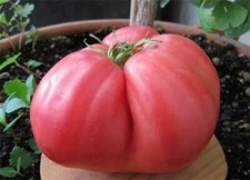 POMODORO HUEVO DE TORO, 50