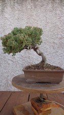 BONSAI GINEPRO (juniperus