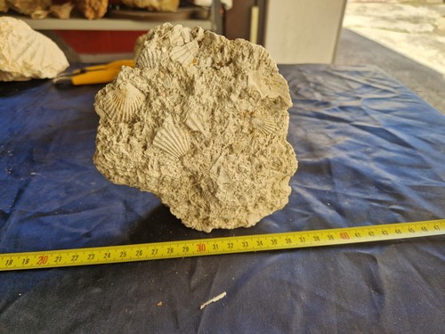 Fossili conchiglie pecten - fossili, di