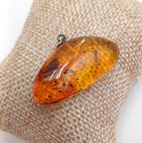 Ambra con insetto - insetto, fossile