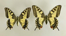 PAPILIO MACHAON