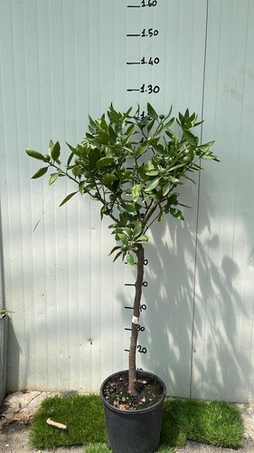 Pianta mandarino satsuma - mandarino,