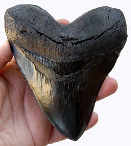 Replica dente megalodonte - replica,
