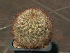 Pediocactus simpsonii v