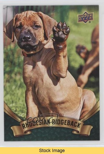 2018 upper deck - deck, canine