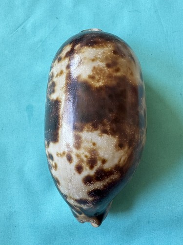 Grande cypraea testudinaria - grande,