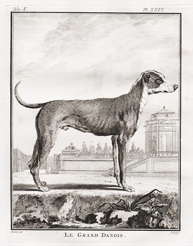 Alano dogue grande cane - alano,