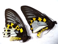 FARFALLE/ORNITOTTERI T HYPOLITUS NON MONTATI, N.1 COPPIA, DA CERAMICA