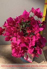 Pianta bougainvillea - pianta, di