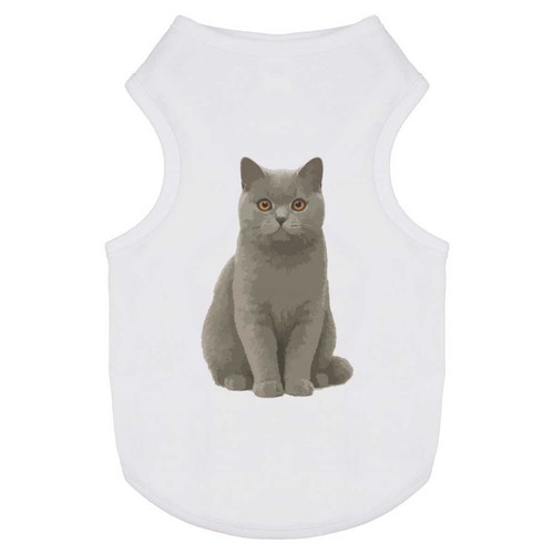 Alert british shorthair cat - shorthair, cat'