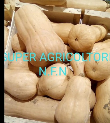 Semi zucca violina - 30,