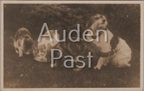Rppc dogs and cat - rppc,