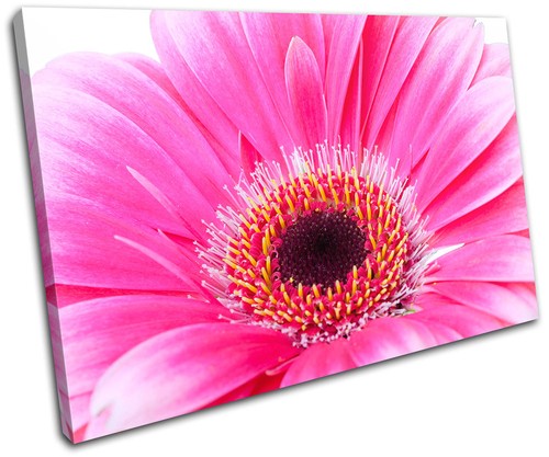 Flowers botanical floral - flowers,
