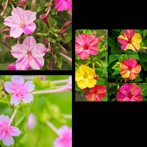 Semillas flores 100 - ,,