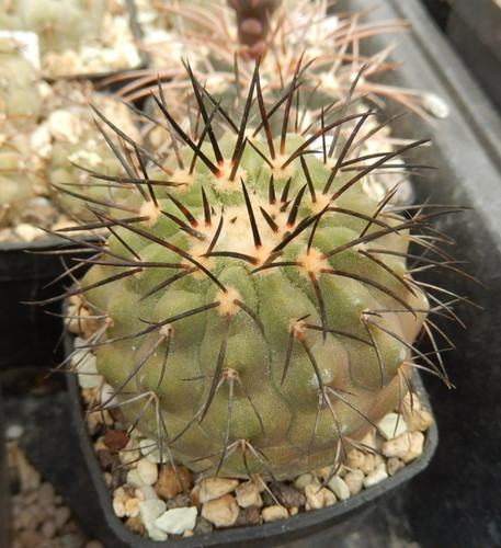 Copiapoa longistamina 2373 - copiapoa,