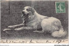 AILP6-0563 - CANE - Cane Dei