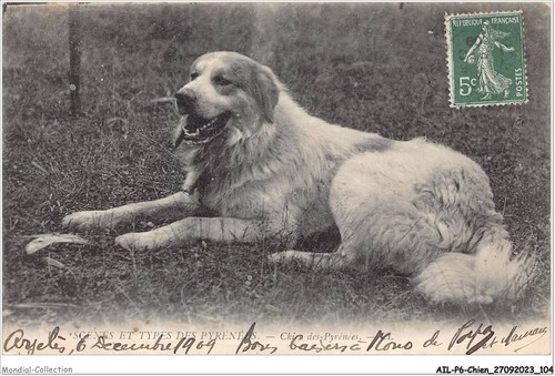 Ailp6 0563 cane dei - cane,