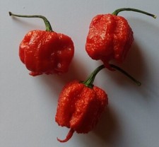 Semi Peperoncino Carolina Reaper piu Piccante al mondo
