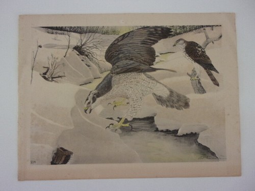 Rex brasher birds america - rex,