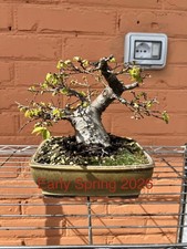 Bonsai shohin olmo campestre - bonsai,