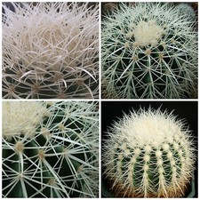 50 semi  di Echinocactus