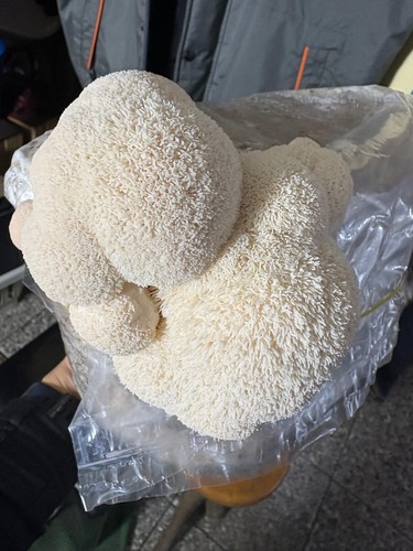 Micelio liquido hericium - micelio,