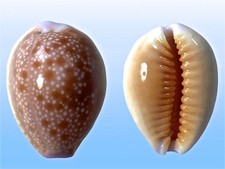 Cypraea helvola hawaiiensis, Ewa Beach, Hawaii, 19 mm, LOVELY