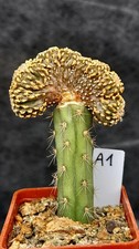 A1 GEOHINTONIA MEXICANA