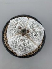 Astrophytum Onzuka V. Type 