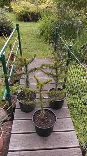 Araucaria araucana abete - 1,