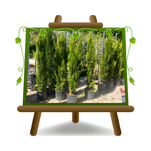 Cupressus sempervirens pyramid - cupressus,