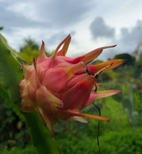 Pianta Pitaya Hylocereus