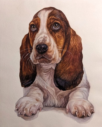 Dog watercolor painting basset - watercolor,