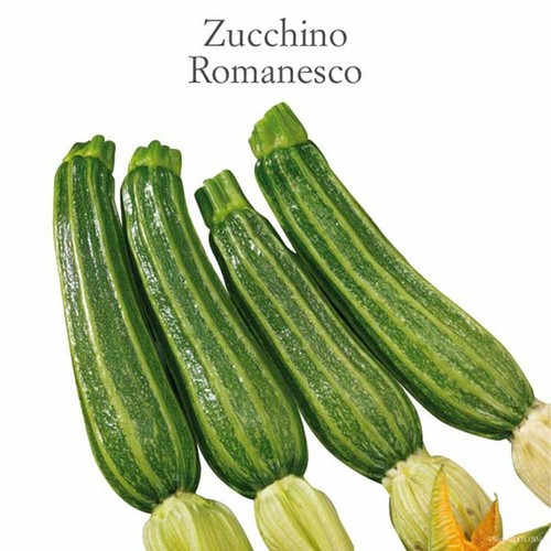 Zucchino romanesco semi - romanesco,