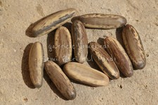 ALBERO DEL FUOCO - DELONIX REGIA, 10 SEMI SELEZIONATI