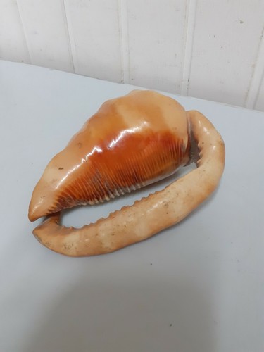 Conchiglia marina vera - conchiglia,