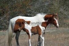Foto chincoteague pony mares - pony, -mares